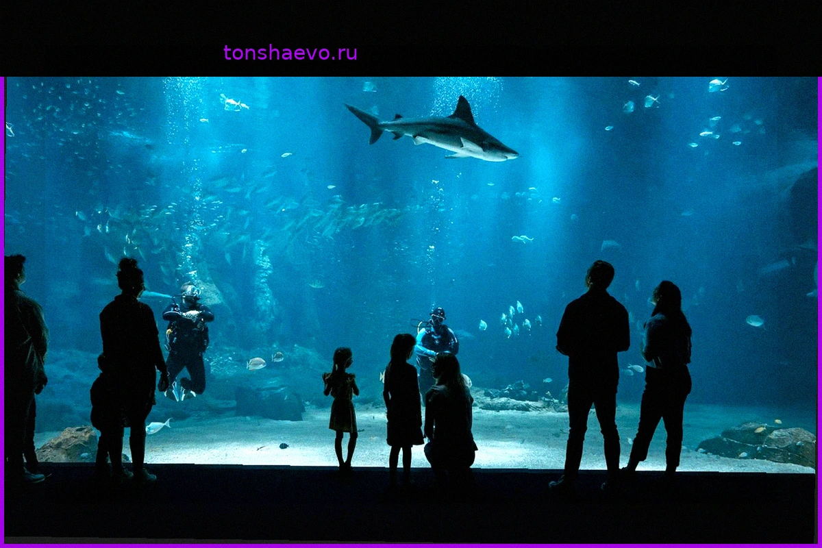Nausicaá : dans les coulisses de l’aquarium du futur, loin du spectacle